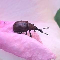 Merhynchites bicolor