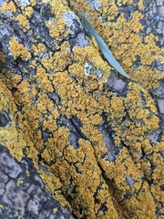 Xanthomendoza fallax