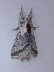 Tolype distincta