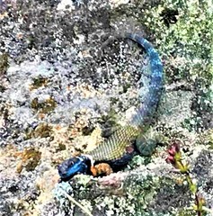 Sceloporus aureolus