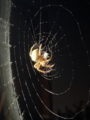 Araneus gemma
