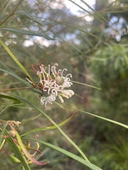 Grevillea linearifolia