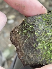 Plagiomnium cuspidatum