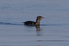 Cerorhinca monocerata