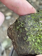 Plagiomnium cuspidatum