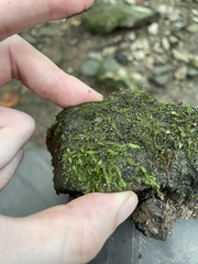 Plagiomnium cuspidatum