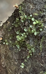 Plagiomnium cuspidatum