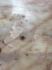 Carrhotus coronatus