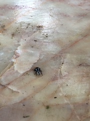 Carrhotus coronatus