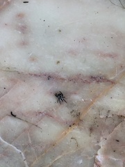 Carrhotus coronatus
