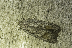 Acantholena siccella