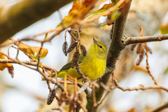 Leiothlypis celata lutescens