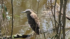 Nycticorax caledonicus