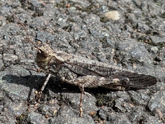Trimerotropis