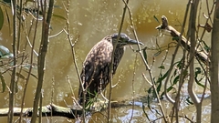Nycticorax caledonicus