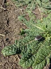 Eleodes suturalis