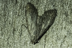 Nola pleurosema