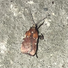 Galasa nigrinodis