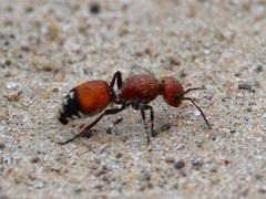 Dasymutilla creon