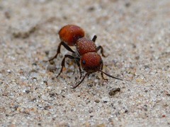 Dasymutilla creon