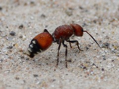 Dasymutilla creon