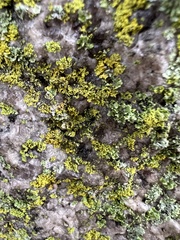 Candelaria concolor