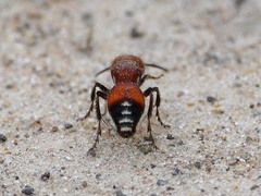 Dasymutilla creon
