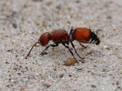 Dasymutilla creon