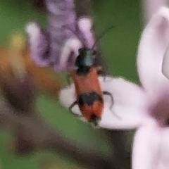 Anthocomus equestris