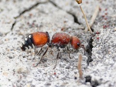 Dasymutilla creon
