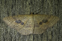 Epicyme rubropunctaria