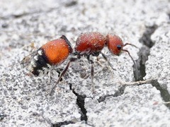 Dasymutilla creon
