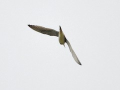 Bartramia longicauda