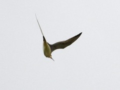 Bartramia longicauda