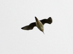 Bartramia longicauda