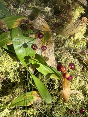 Maianthemum trifolium