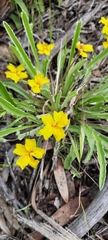 Goodenia willisiana
