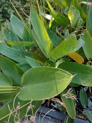 Thalia dealbata