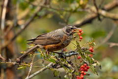 Turdus migratorius caurinus