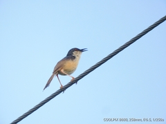 Prinia socialis