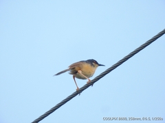 Prinia socialis
