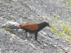 Centropus sinensis