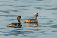 Podiceps auritus cornutus