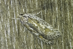Acantholena