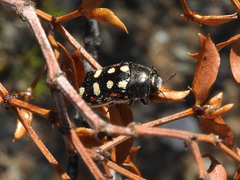 Acmaeodera gibbula