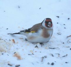 Carduelis carduelis