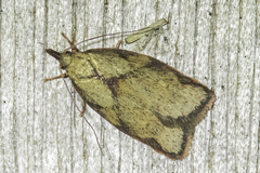 Euchaetis inceptella