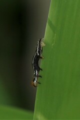 Papaipema cataphracta