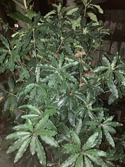 Photinia serratifolia