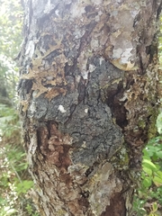 Fuscopannaria leucosticta